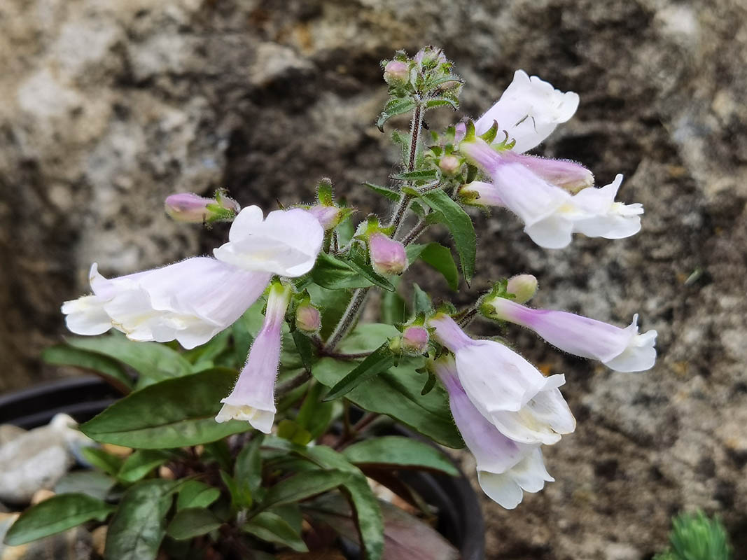 Penstemon hirsutus var pygmaeus